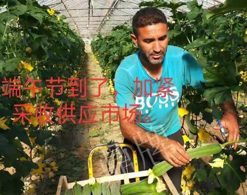 蔬菜種子種植戶客戶點評-羨慕！每公斤24元，“優(yōu)比1號”在法國的表現(xiàn)…