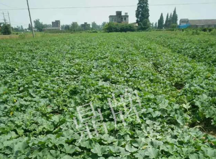 蔬菜種子種植戶客戶點評-今年秋季，什么甜瓜品種表現(xiàn)好？