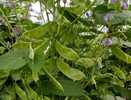 蔬菜種子種植戶客戶點評-一梭梭的，真是結(jié)坨了，“特早春”扁豆市斤批價達到10元