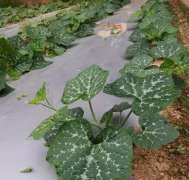 蔬菜種子種植戶客戶點評-無需噴農(nóng)藥的蔬菜，栽培簡單、效益高！