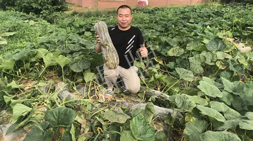 四川農(nóng)戶今年種“健美蜜本”南瓜產(chǎn)量高，品質(zhì)好，感覺巴適得很