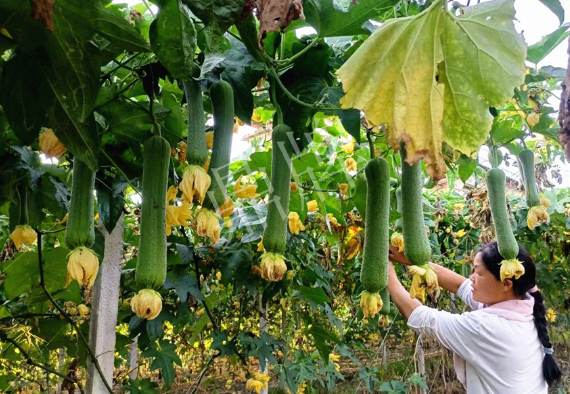 蔬菜種子種植戶客戶點(diǎn)評(píng)-8月，持續(xù)高溫下，這種絲瓜少見，少見！