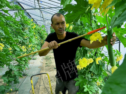 蔬菜種子種植戶客戶點(diǎn)評(píng)-這種絲瓜在法國(guó)，批發(fā)都是30元/kg