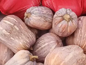 蔬菜種子種植戶客戶點評-今年，這個南瓜品種刷新了我的認知！您遇到過這種情況嗎？