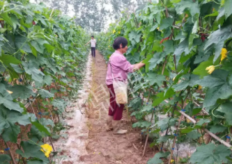 蔬菜種子種植戶客戶點評-85歲老奶奶，還是種植基地的領頭人，做的怎么樣？一起去看看…